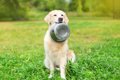 犬の早食い防止に役…の画像