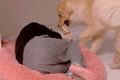 大型犬が大好きな『…の画像