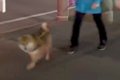 夜道を散歩する犬→他…の画像