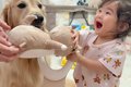 『豆柴が1歳の女の子…の画像