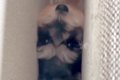 犬が家の中で行方不…の画像