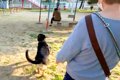 朝、犬の散歩中『い…の画像