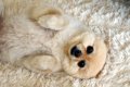 犬たちが『わざと可…の画像