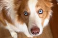『世界一IQが高い犬…の画像