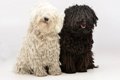 モップみたいな犬「…の画像