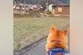 電車を見に来た犬→車…の画像