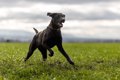 毛色が黒い犬あるあ…の画像