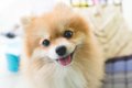 犬が飼い主を『喜ば…の画像