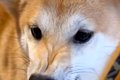 昔、後輩犬に『ブチ…の画像