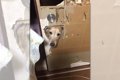 大型犬飼うとあるあ…の画像