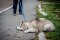 犬が散歩で動かなく…の画像