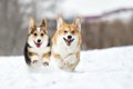 雪の日に犬の散歩を…の画像