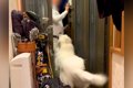 超大型犬に愛されす…の画像