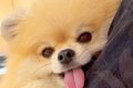 抱っこされている犬→…の画像