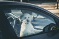 絶対NG！犬を夏の車…の画像