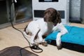 飼い犬なのにやせ細…の画像