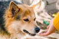 家族に迎えた保護犬…の画像