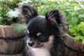 犬が『うつむいてし…の画像