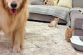赤ちゃん子猫の前で…の画像