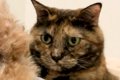 猫に愛され過ぎてし…の画像