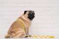 犬が『肥満』になる…の画像