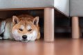 犬が『ソファの下に…の画像