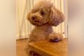 構ってほしい犬→相手…の画像