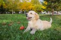 犬が臍ヘルニアにな…の画像