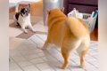 一緒に暮らす相棒犬…の画像