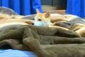 寂しがり屋の犬が寝…の画像
