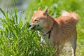 犬が草を食べて吐い…の画像