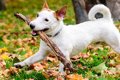 愛犬を木の枝で遊ば…の画像