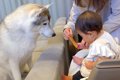 赤ちゃんが大型犬に…の画像