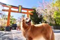 犬にも『厄年』があ…の画像