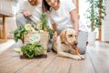 犬が食べても大丈夫…の画像