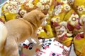 毛布で寝ていたら、…の画像