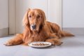 犬がご飯を残す理由…の画像