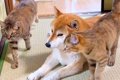 柴犬に次々と甘えに…の画像