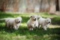 犬の社会性を高める…の画像