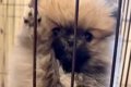 暑がりな赤ちゃん犬→…の画像