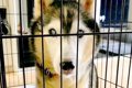 飼育放棄された『10k…の画像