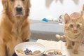 犬と猫に『納豆』食…の画像
