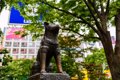 忠犬ハチ公の犬種は…の画像