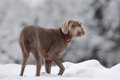 犬が同じ場所をくる…の画像