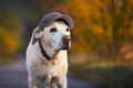 犬に『帽子を被らせ…の画像