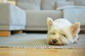 なぜ犬は外で飼うべ…の画像