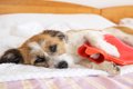 犬に『絶対にやって…の画像