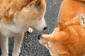 お散歩していたら『1…の画像