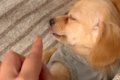 すやすやと眠る『赤…の画像