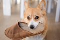 犬がよくやる『お茶…の画像